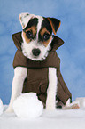 Parson Russell Terrier Welpe mit Wintermantel