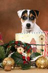 Parson Russell Terrier Welpe zu Weihnachten