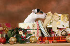 Parson Russell Terrier Welpe zu Weihnachten