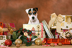 ParParson Russell Terrier Welpe zu Weihnachten