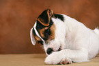 Parson Russell Terrier Welpe spielt mit Nuss