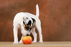 Parson Russell Terrier Welpe schnuppert an Apfel
