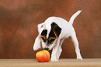 Parson Russell Terrier Welpe spielt mit Apfel