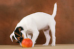 Parson Russell Terrier Welpe knabbert an Apfel