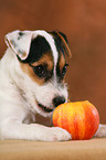 Parson Russell Terrier Welpe knabbert an Apfel