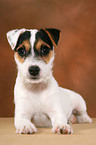 liegender Parson Russell Terrier Welpe