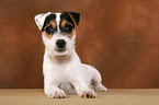 liegender Parson Russell Terrier Welpe