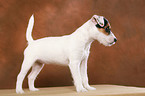 stehender Parson Russell Terrier Welpe