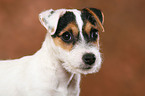 Parson Russell Terrier Welpe Portrait