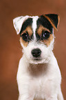 Parson Russell Terrier Welpe Portrait