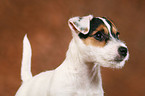 Parson Russell Terrier Welpe Portrait