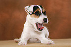 ghnender Parson Russell Terrier Welpe