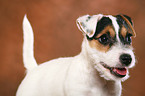 Parson Russell Terrier Welpe Portrait