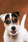 Parson Russell Terrier Welpe Portrait