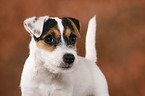 Parson Russell Terrier Welpe Portrait