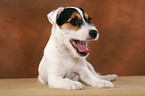 ghnender Parson Russell Terrier Welpe