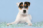 Parson Russell Terrier Welpe mit Eiswrfeln