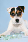 Parson Russell Terrier Welpe mit Eiswrfeln