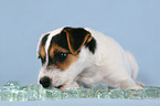 Parson Russell Terrier Welpe mit Eiswrfeln