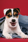 lustiger Parson Russell Terrier Welpe