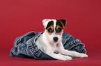 liegender Parson Russell Terrier Welpe