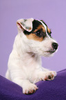 liegender Parson Russell Terrier Welpe