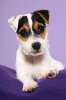 liegender Parson Russell Terrier Welpe