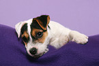 liegender Parson Russell Terrier Welpe