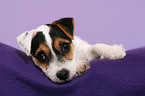 liegender Parson Russell Terrier Welpe