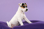 sitzender Parson Russell Terrier Welpe