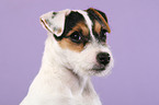 Parson Russell Terrier Welpe Portrait