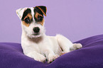 liegender Parson Russell Terrier Welpe