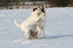 genervter Parson Russell Terrier