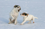 genervter Parson Russell Terrier