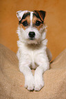 liegender junger Parson Russell Terrier