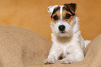 liegender junger Parson Russell Terrier