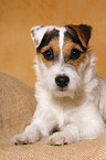 liegender junger Parson Russell Terrier