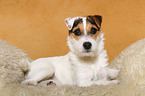 liegender junger Parson Russell Terrier