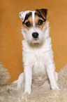 sitzender junger Parson Russell Terrier
