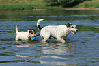 spielende Parson Russell Terrier
