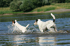 rennende Parson Russell Terrier