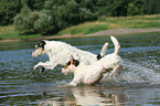 rennende Parson Russell Terrier