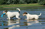 spielende Parson Russell Terrier
