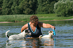 spielende Parson Russell Terrier