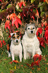 2 sitzende Parson Russell Terrier