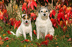 2 sitzende Parson Russell Terrier