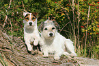 2 Parson Russell Terrier