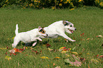 rennende Parson Russell Terrier