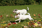spielende Parson Russell Terrier