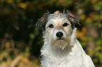 Parson Russell Terrier Portrait